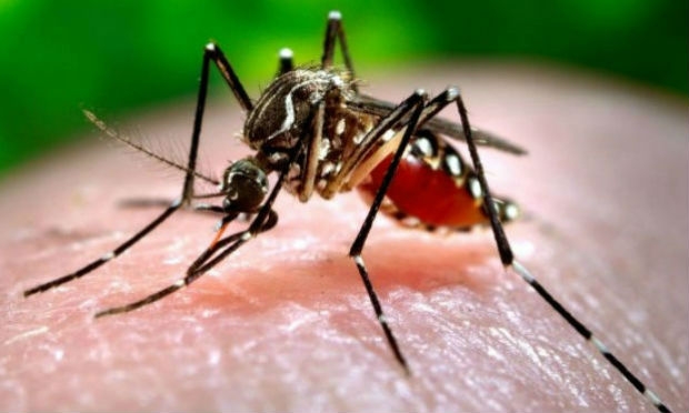 mosquito-transmissor-do-zika-virus