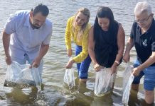 Secretaria da Pesca do Estado realiza peixamento em lagoas e açudes de Caucaia
